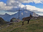 67 La femmina alla croce del Passo di Mezzeno (2144 m) con vista in Arera